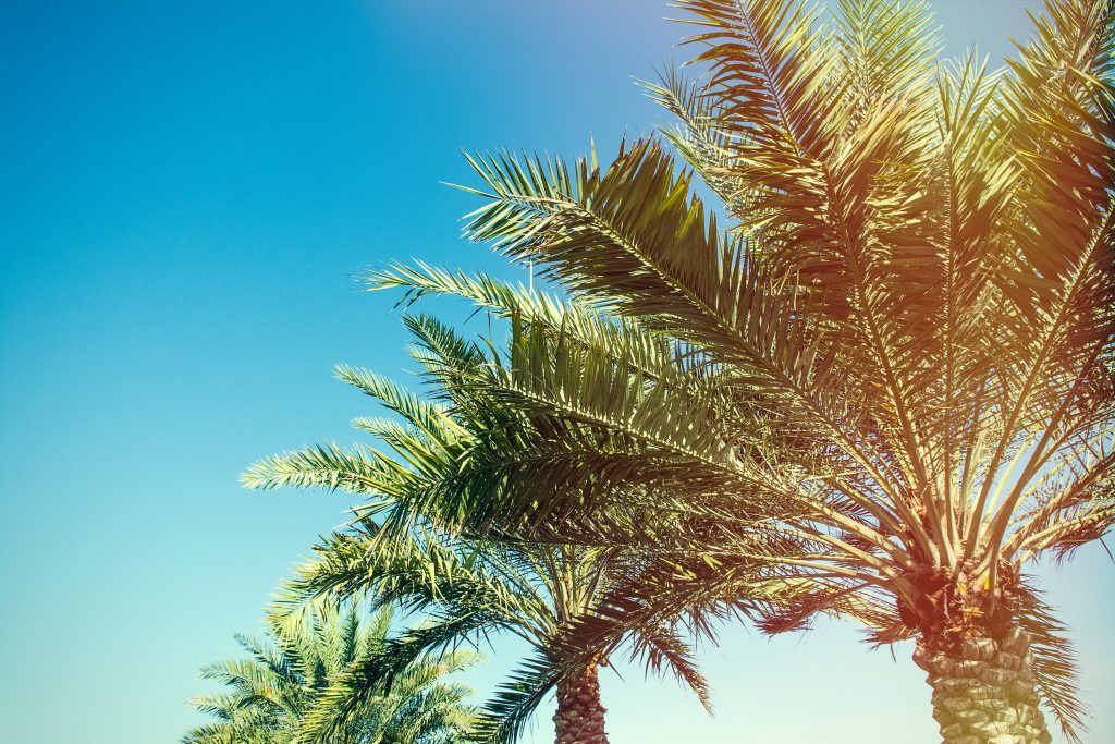 Hotel Pool Landscape Palm Trees