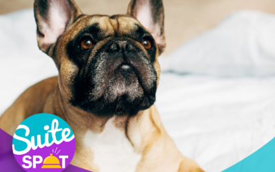 37 – Marketing Your Pet-Friendly Hotel